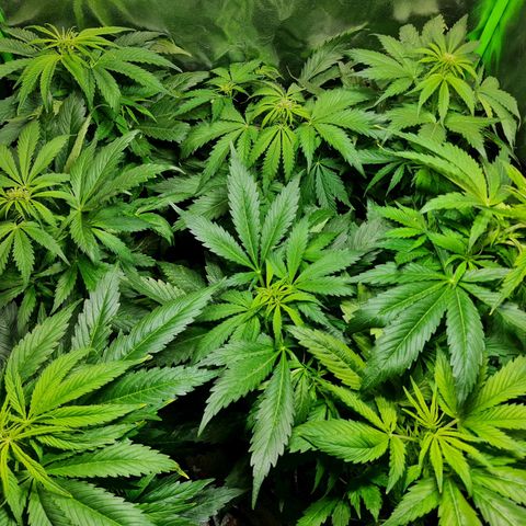 Auto Faraon #2 growlog timeline photo
