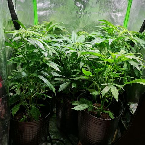 Auto Faraon #2 growlog timeline photo