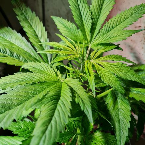 Auto Critical #2 growlog timeline photo
