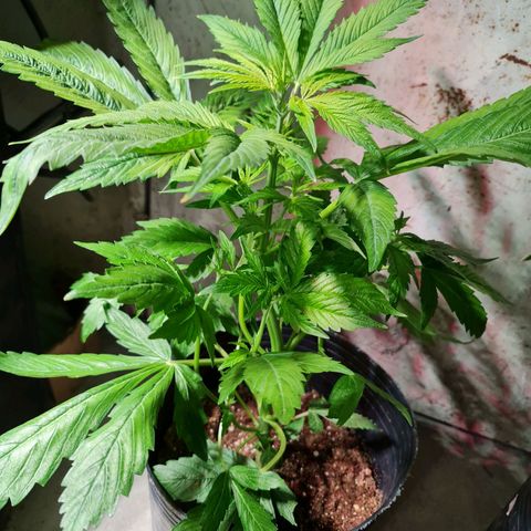 Auto Critical #2 growlog timeline photo