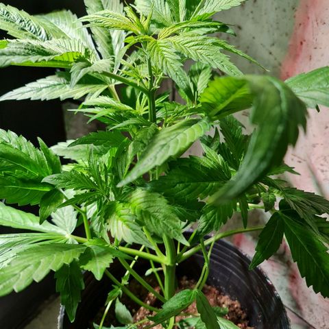 Auto Critical #2 growlog timeline photo