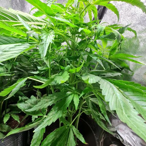 Auto Super Skunk #1 growlog timeline photo