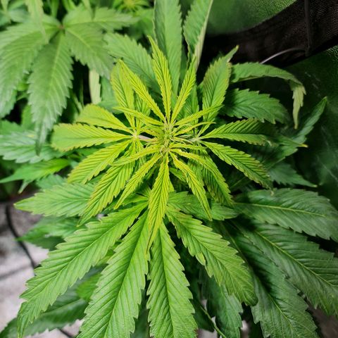 Auto Super Skunk #1 growlog timeline photo