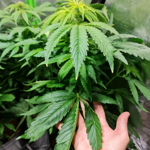 Auto Super Skunk #1 growlog timeline photo
