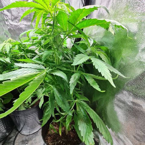 Auto Super Skunk #1 growlog timeline photo
