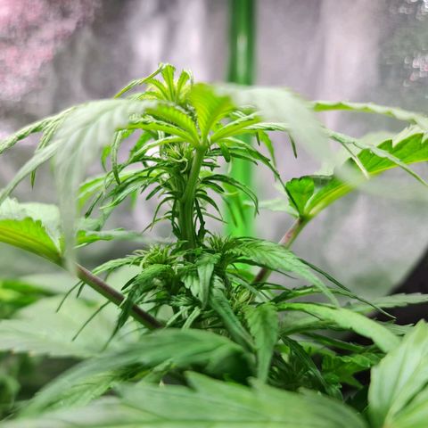 Auto Purple  #2 growlog timeline photo