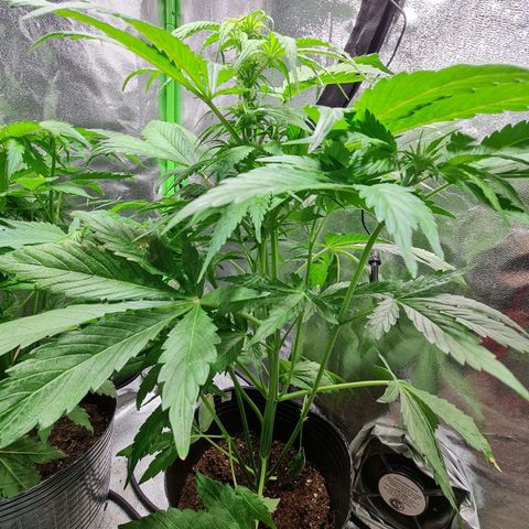 Auto Purple  #2 growlog timeline photo