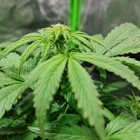Auto Purple  #2 growlog timeline photo