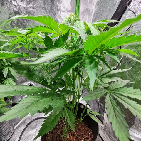Auto Purple  #1 growlog timeline photo