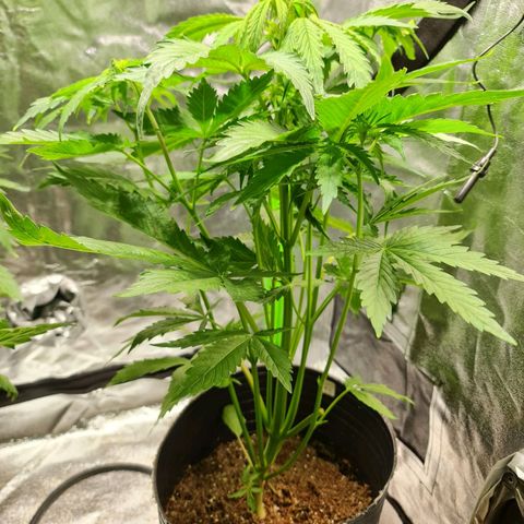 Auto Purple  #1 growlog timeline photo