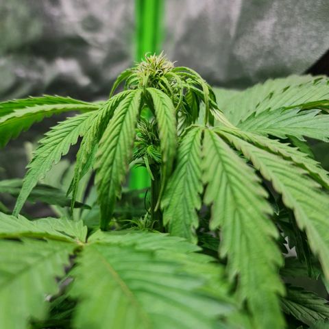 Auto Purple  #1 growlog timeline photo