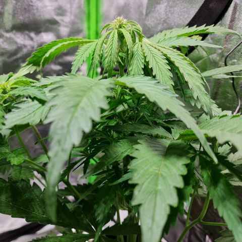 Auto Purple  #1 growlog timeline photo