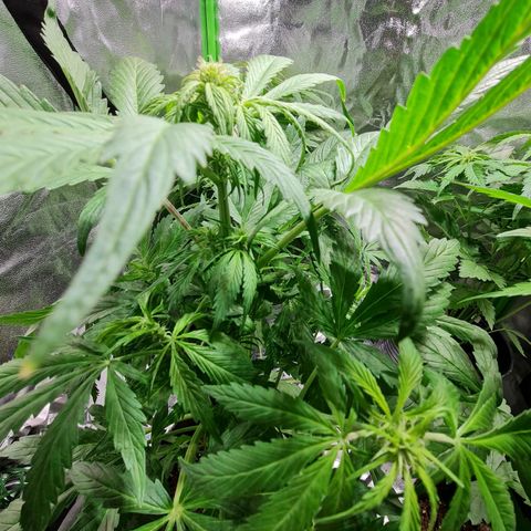 Auto Faraon #2 growlog timeline photo