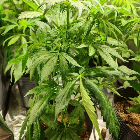 Auto Faraon #2 growlog timeline photo