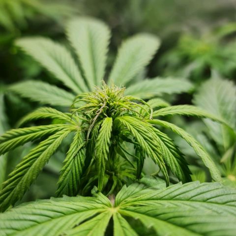 Auto Faraon #2 growlog timeline photo