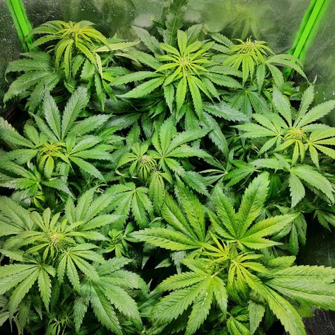 Auto Faraon #2 growlog timeline photo