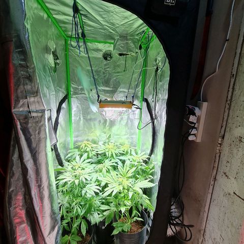 Auto Faraon #2 growlog timeline photo