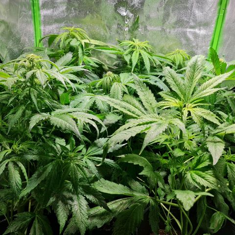 Auto Faraon #2 growlog timeline photo