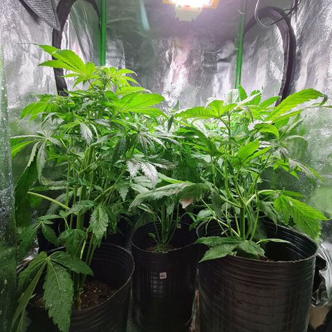 Auto Faraon #2 growlog timeline photo