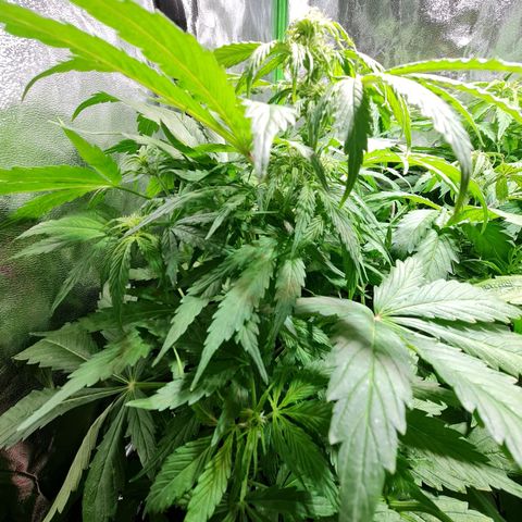Auto Purple  #2 growlog timeline photo