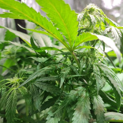 Auto Purple  #2 growlog timeline photo