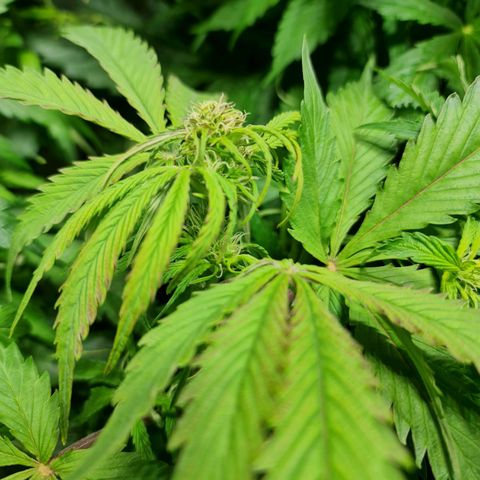Auto Purple  #1 growlog timeline photo