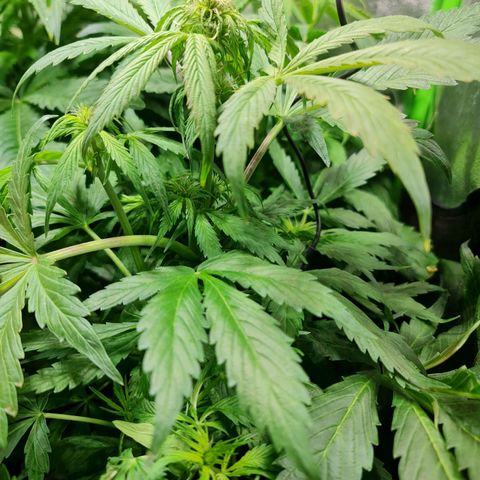 Auto Faraon #2 growlog timeline photo