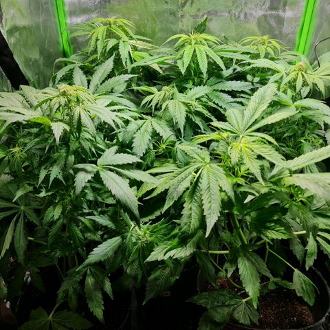 Auto Faraon #2 growlog timeline photo