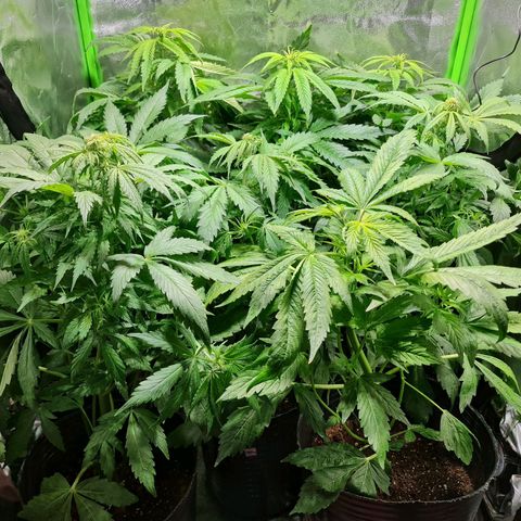 Auto Faraon #2 growlog timeline photo