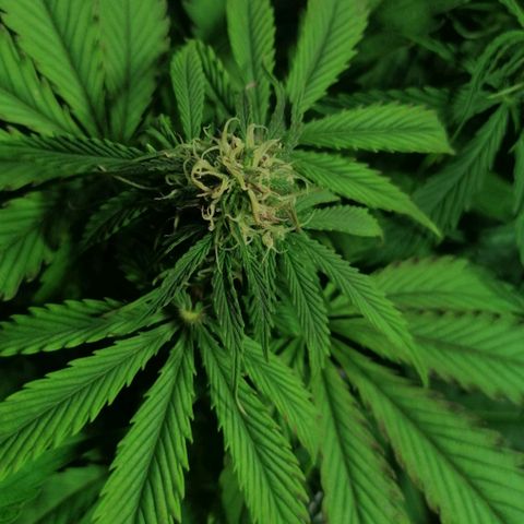 Auto Purple  #1 growlog photo: Purple 1 y 2