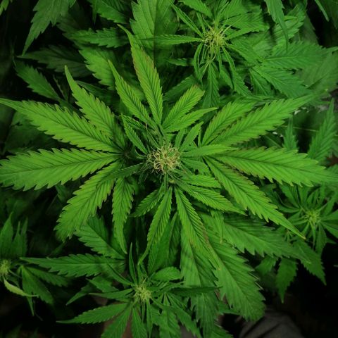 Auto Purple  #1 growlog photo: Purple 1 y 2