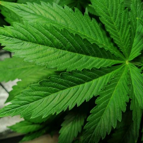 Auto Critical #2 growlog photo: Estado d hojad