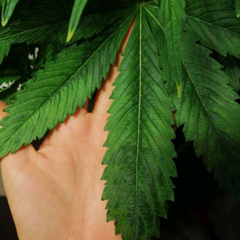 Auto Critical #2 growlog photo: Estado d hojad