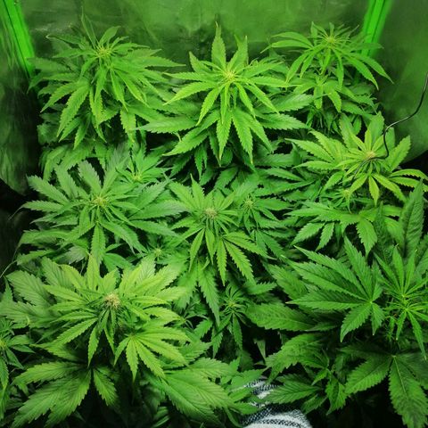 Auto Faraon #2 growlog timeline photo