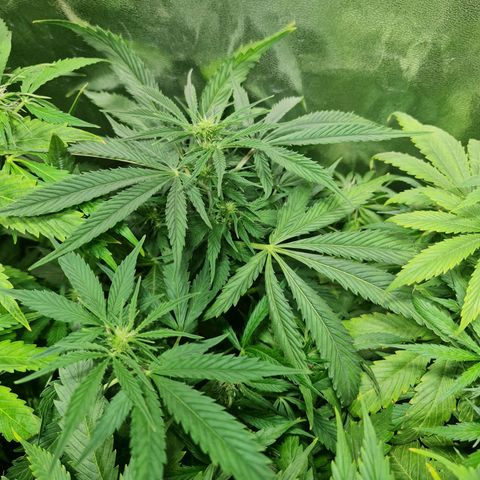 Auto Critical #2 growlog timeline photo