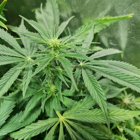 Auto Critical #2 growlog timeline photo
