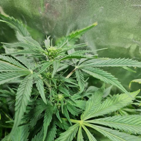 Auto Critical #2 growlog timeline photo