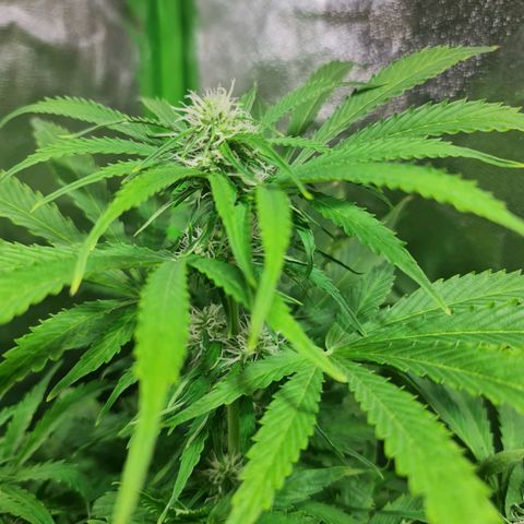 Auto Super Skunk #1 growlog timeline photo