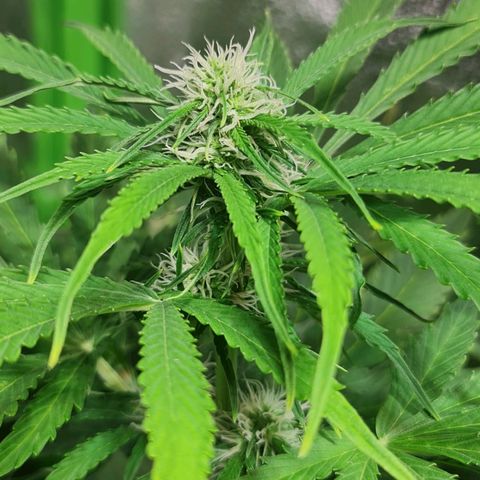 Auto Super Skunk #1 growlog timeline photo
