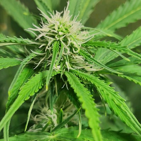Auto Super Skunk #1 growlog timeline photo