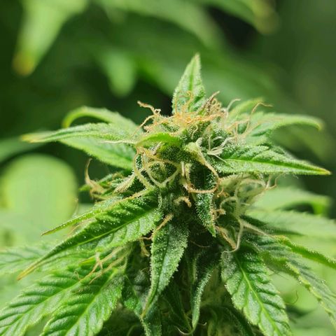 Auto Faraon #2 growlog timeline photo