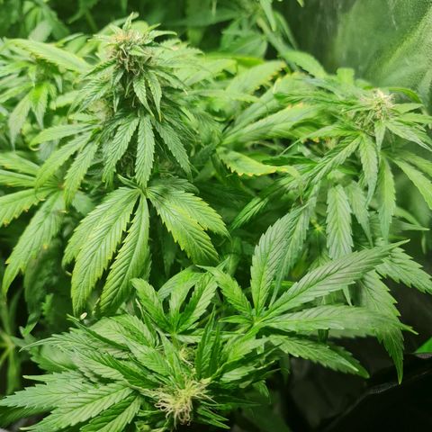 Auto Faraon #2 growlog timeline photo