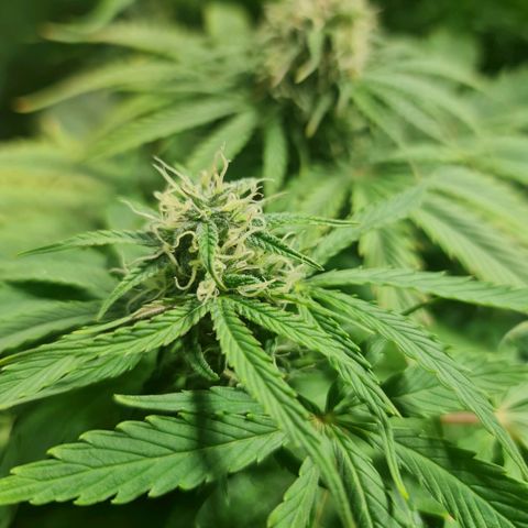 Auto Purple  #1 growlog timeline photo
