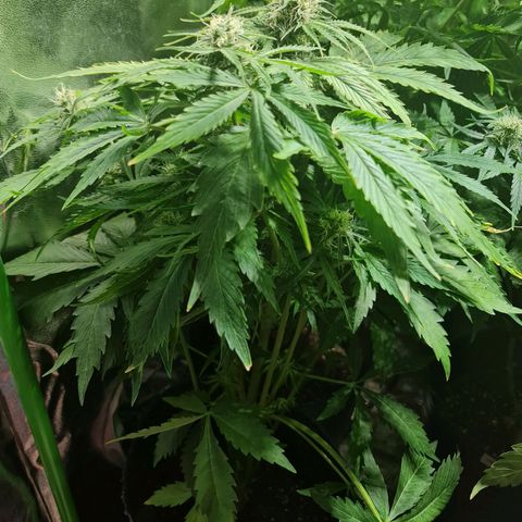 Auto Purple  #1 growlog timeline photo