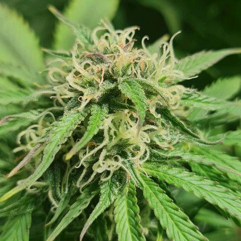 Auto Purple  #1 growlog timeline photo