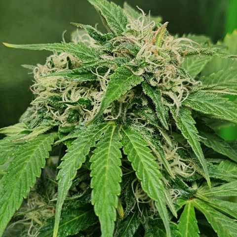 Auto Purple  #2 growlog timeline photo