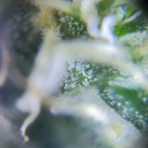 Auto Purple  #1 growlog timeline photo
