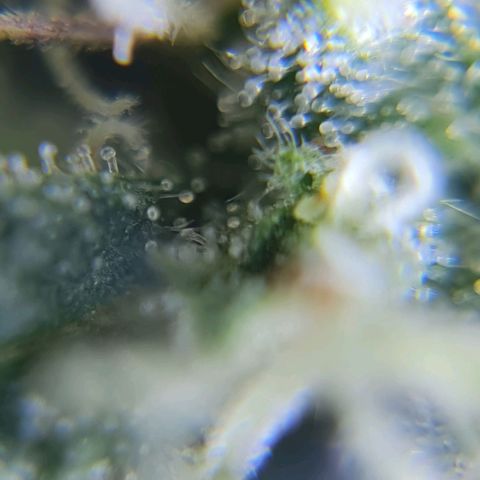 Auto Purple  #1 growlog timeline photo
