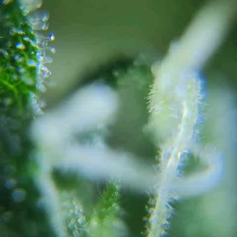 Auto Purple  #1 growlog timeline photo