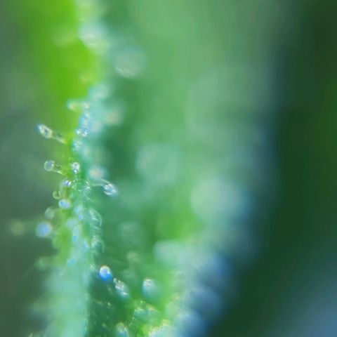 Auto Faraon #2 growlog timeline photo